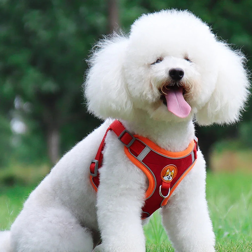 🐶 Arnés Ajustable con Correa para Perros Pequeños y Medianos 🐶